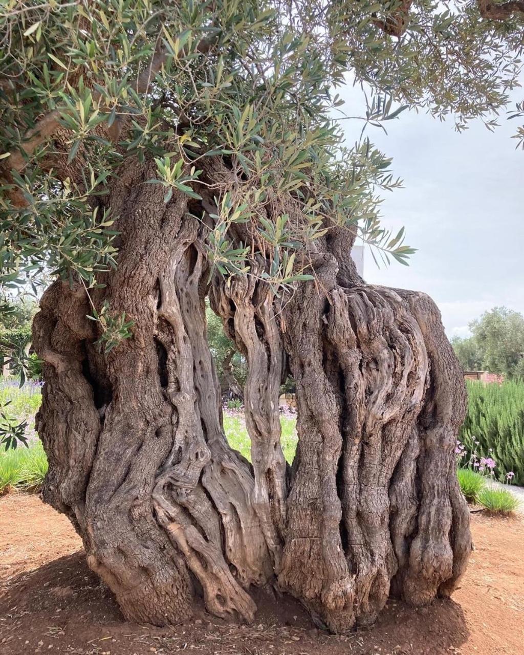 Boutique Hotel Masseria Sottomasi Savelletri Екстериор снимка